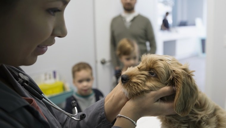 Veterinarian examining dog in clinic examination room