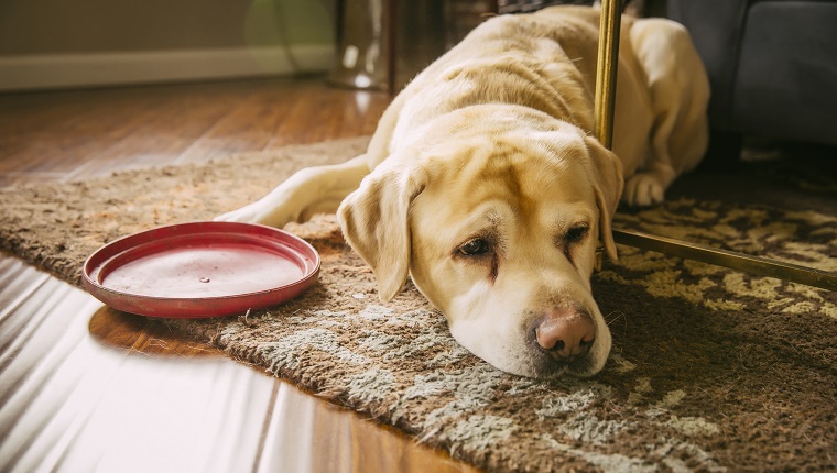 Sad dog laying with plastic disc in living room