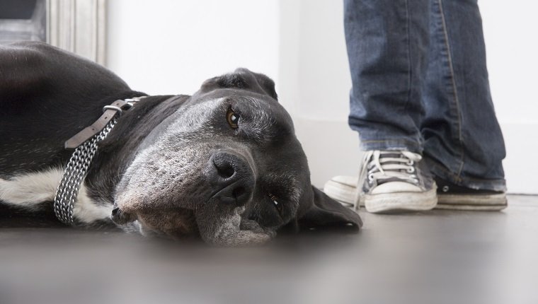 Dog lying on floor, man standing in background, low section