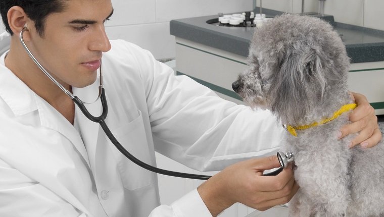 Vet examining a dog with a stethoscope