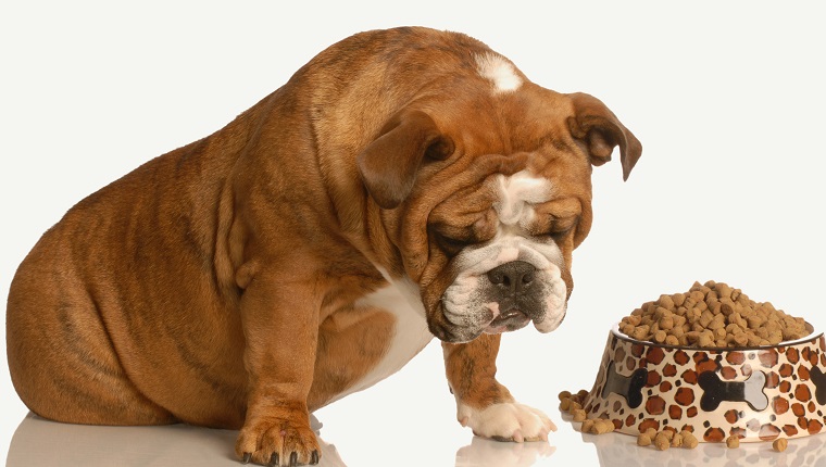 finicky or picky bulldog pouting beside full bowl of dog food