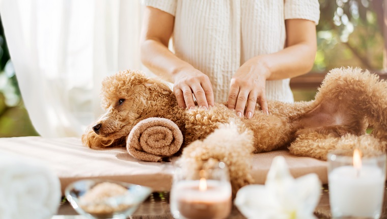 Woman giving body massage to a dog. Spa still life with aromatic candles, flowers and towel.