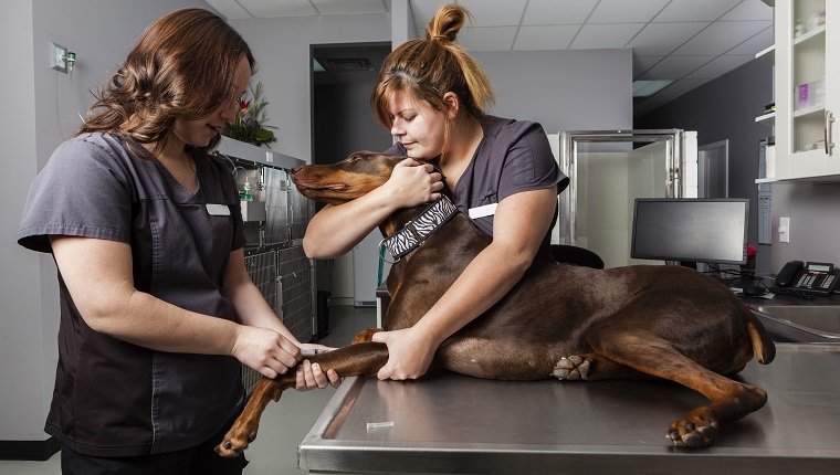 Medicine Injection for animals