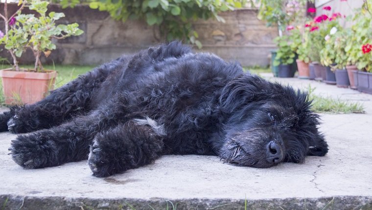 Portrait of an old and tired big black dog lying in the backyard