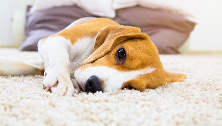 Tired dog on carpet. Sad beagle on floor. Dog lying on soft carpet after training. Beagle with sad opened eyes indoors. Beautiful animal background.