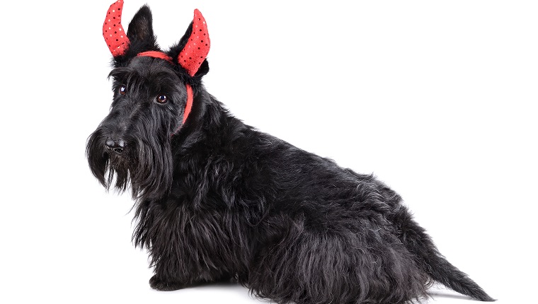 Scotch terrier wearing a devil costume and sitting on a white background