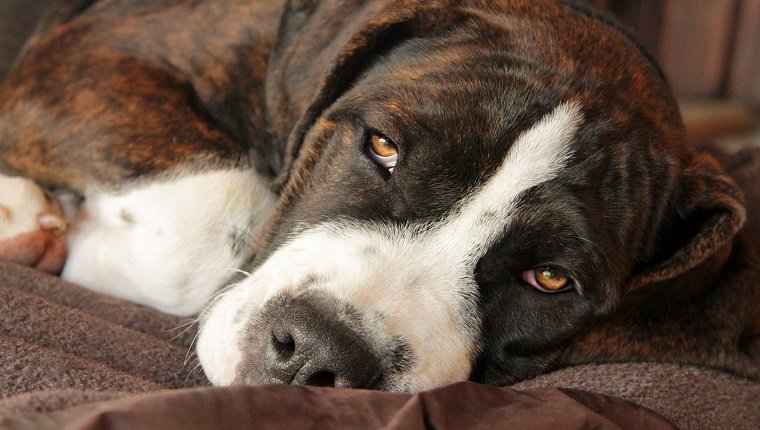 Brown and white sleepy puppy