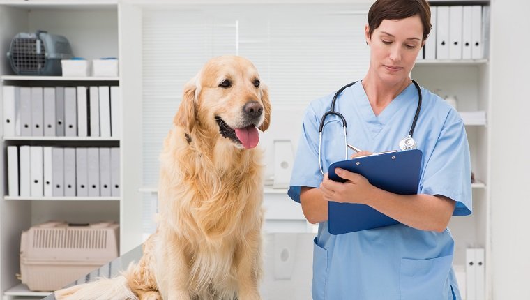 Vet examining a dog and writing on clipboard in medical office