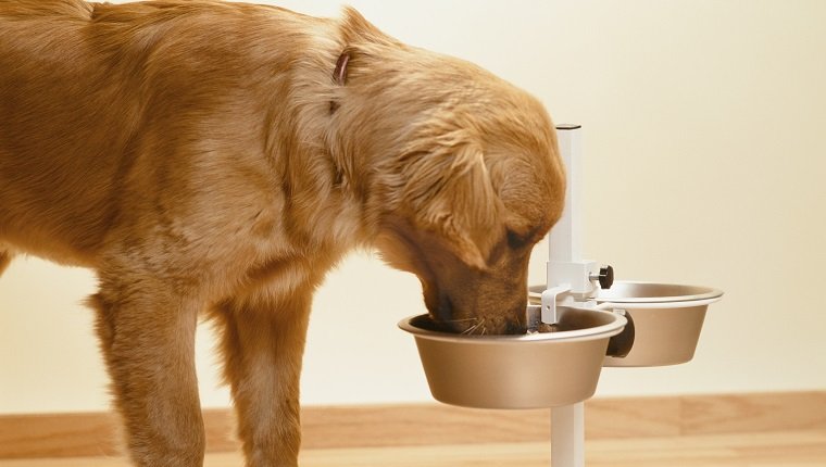 Golden Retriever Eating