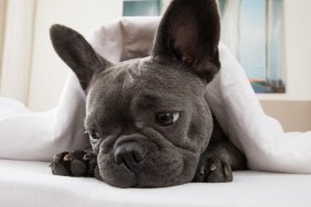 french bulldog dog relaxing or daydreaming in bedroom , thinking about life