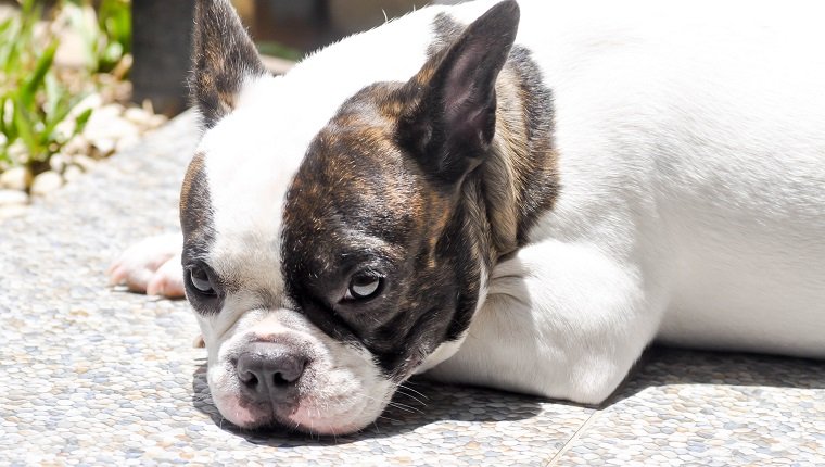 sleepy french bulldog on the floor