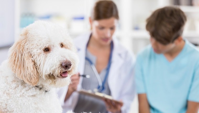 Veterinarian talks with dog owner while dog waits in the foreground. The vet is discussing the dog's diagnosis with the dog owner. Focus is on the dog in the foreground.