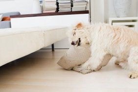 Dog biting pillow in living room