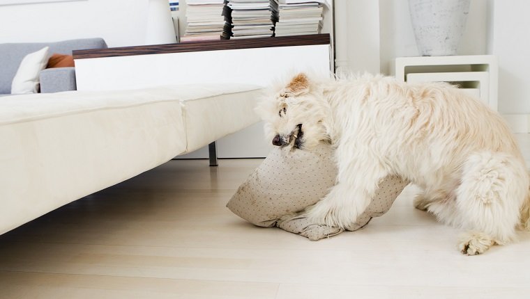 Dog biting pillow in living room