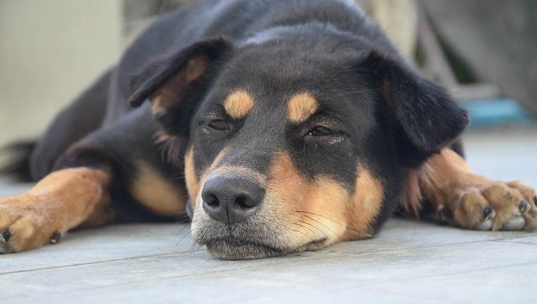 Bored and alone Black Dog lie waiting for food focus on nose