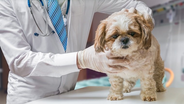 Veterinarian doctor is examining dog in veterinary.