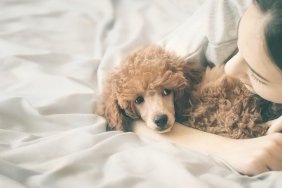 Young woman is lying and sleeping with poodle dog in bed.