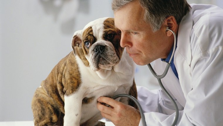 Veterinarian Using Stethoscope ca. 2002