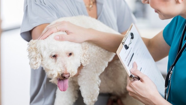 An adorable small white dog is held by her unrecognizable owner as she answers intake questions by an unrecognizable vet tech. The vet tech holds a clipboard. She strokes the dog and speaks to her to put her at ease.