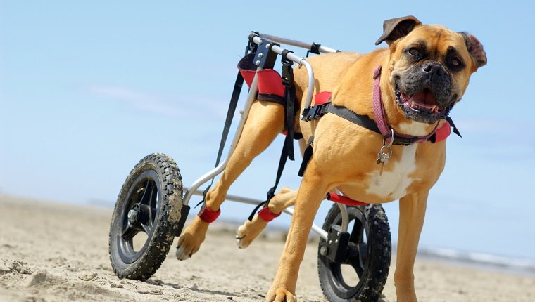 Dog gets around with some assistance from his owner's contraption