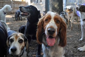 Large group of dogs (about 15) milling around in outside playlot of doggie day care facility. Some dogs are looking in the camera. Breeds: "Brittany Spaniel" center looking in camera in center; "Beagle" on left; "Labrador" in middle