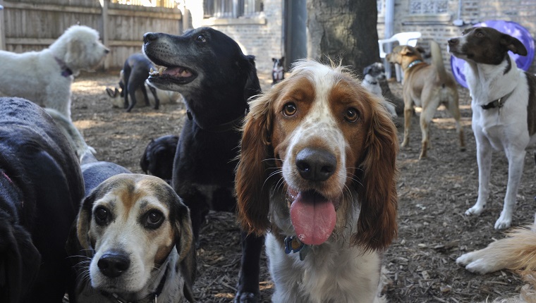 Large group of dogs (about 15) milling around in outside playlot of doggie day care facility. Some dogs are looking in the camera. Breeds: "Brittany Spaniel" center looking in camera in center; "Beagle" on left; "Labrador" in middle