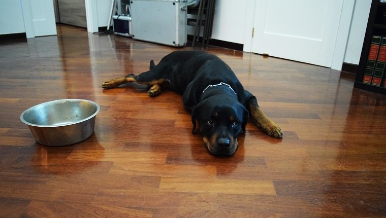 Dog Lying On Floor