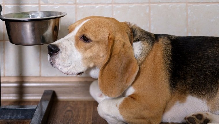 The Beagle dog is sad waiting for food near the empty bowl