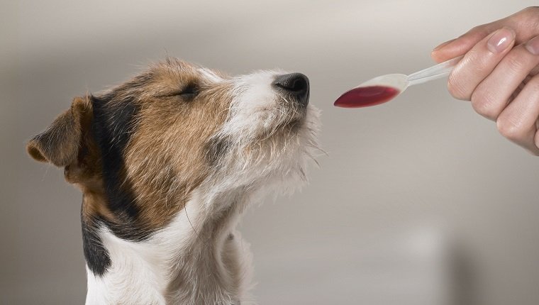 Woman feeding Jack Russell medicine on spoon, close-up