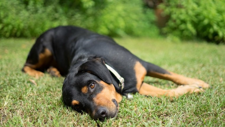 dog rottweiler nature