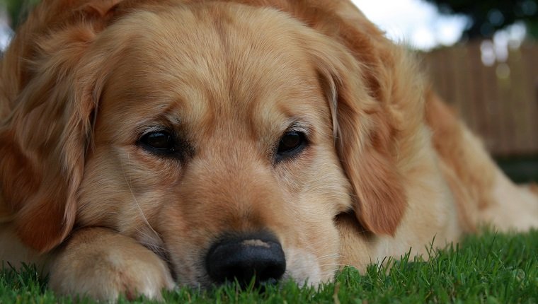 Sad golden retriever lying on the grass.