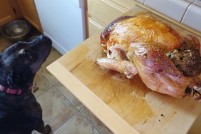 The family dog checks out the holiday bird, hoping for some turkey and stuffing.