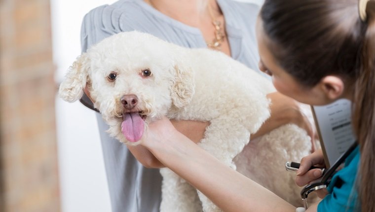 An adorable small white dog is held by her unrecognizable owner as she answers intake questions by an unrecognizable vet tech. The vet tech holds a clipboard. She palpates the dog's neck and speaks to her to put her at ease.