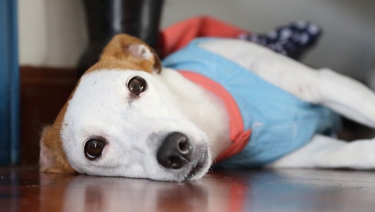 jack russell lie on the wooden floor