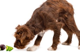 Crossbreed, 5 months old, sniffing the ground, tracking against white background