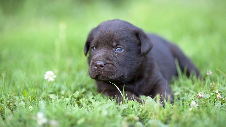 Brown labrador puppy on the grass who may suffer from cryptorchidism