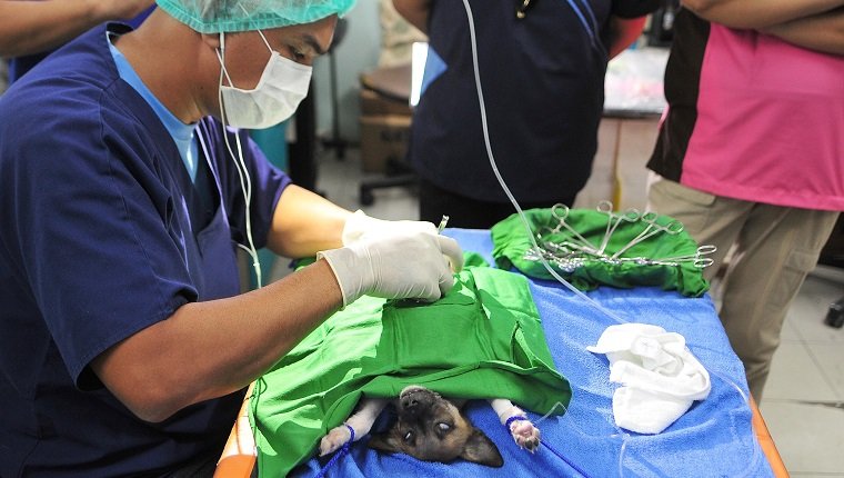 MANILA, PHILIPPINES - SEPTEMBER 28: A dog lays on makeshift operating table as volunteer veterenarians conduct free spaying and neutering services during World Rabies Day celebrations on September 28, 2013 in Rizal, Philippines. World Rabies Day is an international campaign which is held on September 28th. Launched in 2007, World Rabies Day aims to raise awareness about the public health impact of human and animal rabies. (Photo by Veejay Villafranca/Getty Images for WSPA)