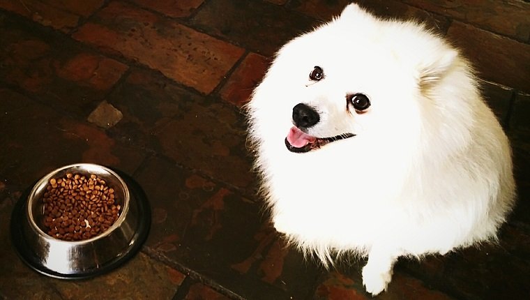 Portrait Of White Pomeranian By Pet Food