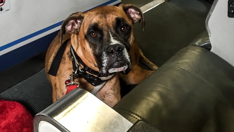 boxer dog makes sad face in an airplane