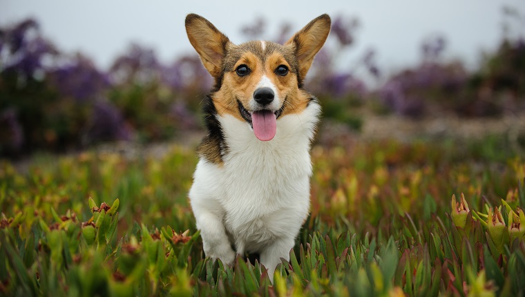 Pembroke Welsh Corgi Running Over Field