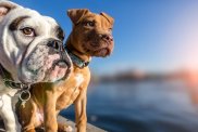 Two dogs standing on wooden dock on lake