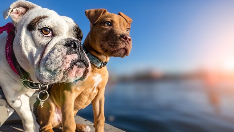 Two dogs standing on wooden dock on lake