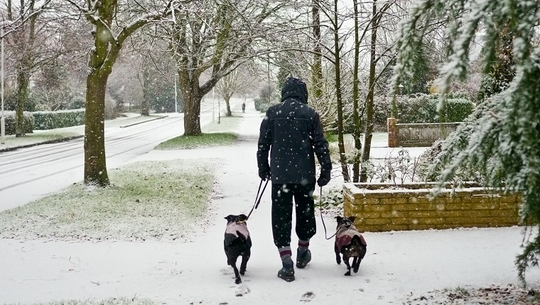 A man walking his dogs in the snow,