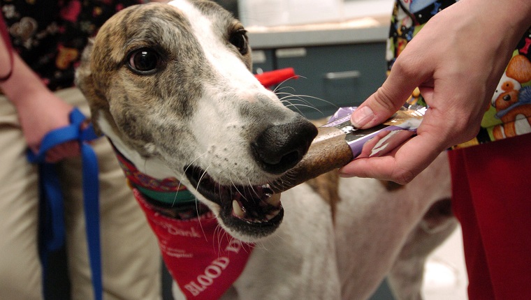 WHEAT RIDGE, COLORADO--JANUARY 27, 2005--Sporting a bandana that says "blood donor", Otis the greyhound, gets an animal Powerbar treat from Kim Cook after he donated blood at the Wheat Ridge Animal Hospital. Just like their human counterparts, treats are offered to animals who have just donated blood. Wheat Ridge Animal hospital is one of the few clinics that take blood donations year-round and even has older cats donated from shelters kept in a comfortable room solely for the purpose of blood donations. Otis's owners are regular customers of the clinic and offer Otis for emergency blood donations. (PHOTO BY GLENN ASAKAWA/DENVER POST STAFF) (Photo By Glenn Asakawa/The Denver Post via Getty Images)