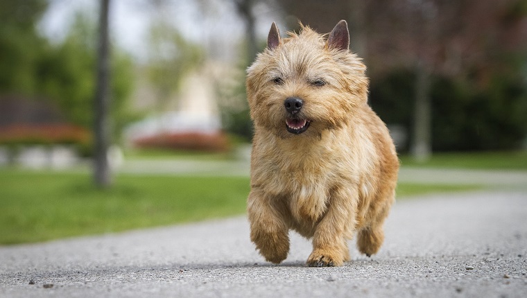 Norwich Terrier walking on pavement in public park.