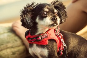 A mix of Martin and Chihuahua. The owner is an excellent 29-year-old nurse. That dog is very loved. I will go on a small journey together on holidays.