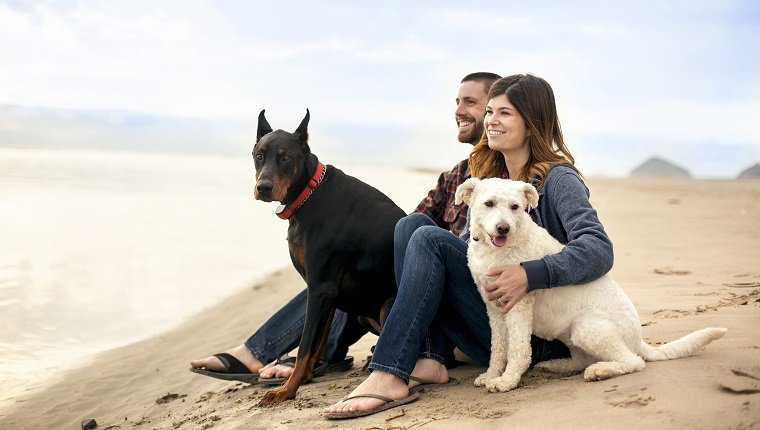 Attractive couple on the beach with their dogs