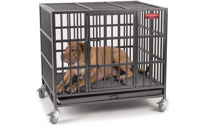 dog in crate