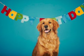 Golden retriever sitting in front of 'Happy Birthday' sign