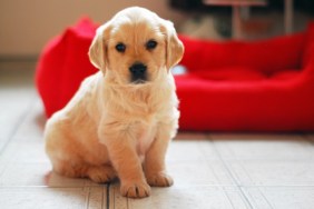 Golden retriever puppy portrait